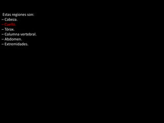 Estas regiones son: 
– Cabeza. 
– Cuello. 
– Tórax. 
– Columna vertebral. 
– Abdomen. 
– Extremidades. 
 
