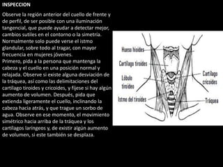 INSPECCION 
Observe la región anterior del cuello de frente y 
de perfil, de ser posible con una iluminación 
tangencial, que puede ayudar a detectar mejor, 
cambios sutiles en el contorno o la simetría. 
Normalmente solo puede verse el istmo 
glandular, sobre todo al tragar, con mayor 
frecuencia en mujeres jóvenes. 
Primero, pida a la persona que mantenga la 
cabeza y el cuello en una posición normal y 
relajada. Observe si existe alguna desviación de 
la tráquea, así como las delimitaciones del 
cartílago tiroides y cricoides, y fíjese si hay algún 
aumento de volumen. Después, pida que 
extienda ligeramente el cuello, inclinando la 
cabeza hacia atrás, y que trague un sorbo de 
agua. Observe en ese momento, el movimiento 
simétrico hacia arriba de la tráquea y los 
cartílagos laríngeos y, de existir algún aumento 
de volumen, si este también se desplaza. 
 