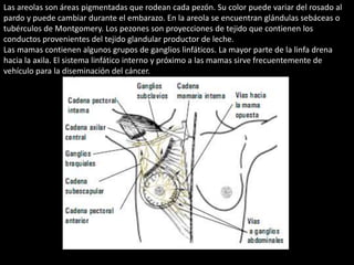 Las areolas son áreas pigmentadas que rodean cada pezón. Su color puede variar del rosado al 
pardo y puede cambiar durante el embarazo. En la areola se encuentran glándulas sebáceas o 
tubérculos de Montgomery. Los pezones son proyecciones de tejido que contienen los 
conductos provenientes del tejido glandular productor de leche. 
Las mamas contienen algunos grupos de ganglios linfáticos. La mayor parte de la linfa drena 
hacia la axila. El sistema linfático interno y próximo a las mamas sirve frecuentemente de 
vehículo para la diseminación del cáncer. 
 