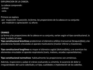 EXPLORACION DE LA CABEZA. 
La cabeza comprende: 
-cráneo 
-cara. 
Primero se explora 
-por inspección: la posición, la forma, las proporciones de la cabeza en su conjunto 
- por medición o apreciación: su altura. 
CRANEO 
La forma y las proporciones de la cabeza en su conjunto, varían según el tipo constitucional, la 
raza, la edad y el sexo. 
Tipo constitucional brevilíneo predominan el diámetro cefálico transversal (braquicéfalo) y las 
procidencias faciales vinculadas al aparato masticatorio (maxilar inferior y maseteros). 
Tipo constitucional longilíneo es mayor el diámetro sagital (dolicocéfalo), y se acentúan los 
elementos vinculados al aparato respiratorio (nariz, malares, arcadas supraorbitarias). 
Tipo constitucional normolíneo habitualmente las proporciones son armónicas. 
Además, inspeccione y palpe el cráneo evaluando su simetría, la ausencia de dolor o 
irregularidades del cuero cabelludo y el tipo, cualidades e implantación de los cabellos. 
 