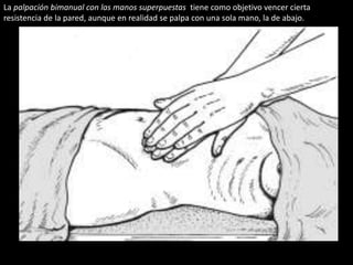 La palpación bimanual con las manos superpuestas tiene como objetivo vencer cierta 
resistencia de la pared, aunque en realidad se palpa con una sola mano, la de abajo. 
 