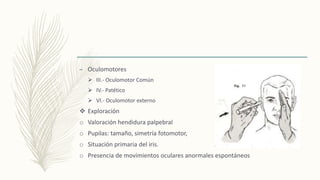 – Oculomotores
 III.- Oculomotor Común
 IV.- Patético
 VI.- Oculomotor externo
 Exploración
o Valoración hendidura palpebral
o Pupilas: tamaño, simetría fotomotor,
o Situación primaria del iris.
o Presencia de movimientos oculares anormales espontáneos
 