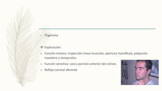 – Trigémino
 Exploración:
o Función motora: inspección masa muscular, apertura mandíbula, palpación
masetero y temporales.
o Función sensitiva: cara y porción anterior del cráneo.
o Reflejo corneal aferente
 