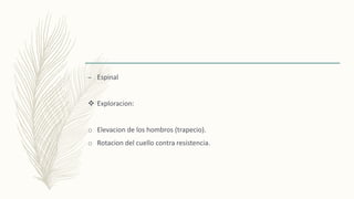 – Espinal
 Exploracion:
o Elevacion de los hombros (trapecio).
o Rotacion del cuello contra resistencia.
 