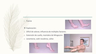 – Fuerza
 Exploración:
o Difícil de valorar, influencia de múltiples factores.
o Extensión de cuello, maniobra de Mingazzini.
o Levantarse, subir escaleras, saltar.
 