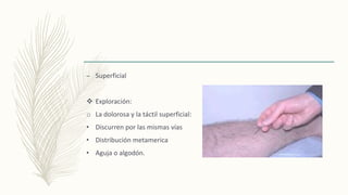 – Superficial
 Exploración:
o La dolorosa y la táctil superficial:
• Discurren por las mismas vías
• Distribución metamerica
• Aguja o algodón.
 