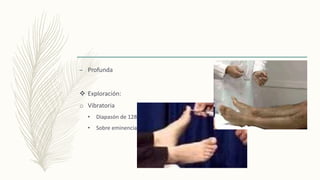 – Profunda
 Exploración:
o Vibratoria
• Diapasón de 128 db
• Sobre eminencias óseas.
 
