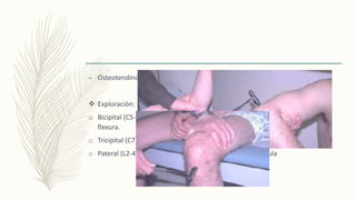 – Osteotendinosos
 Exploración:
o Bicipital (C5-6) codo a 90º percusión sobre dedo de explorador colocado en
flexura.
o Tricipital (C7) idem, pero percusión extremo dorsal brazo.
o Pateral (L2-4) rodilla semiflexionada, percusión sobre rotula
 
