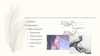 – Cutáneos
 Exploración:
o Objeto semiromo.
• Abdominales
• Cutáneo-plantar
• Cutáneo-palmar
• Creamasterino
• Anal
 