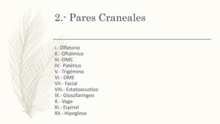 2.- Pares Craneales
I.- Olfatorio
II.- Oftálmico
III.-OMC
IV.- Patético
V.- Trigémino
VI.- OME
VII.- Facial
VIII.- Estatoacustico
IX.- Glosofaríngeo
X.- Vago
XI.- Espinal
XII.- Hipogloso
 