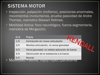 • Inspección, palpación (trofismo), posiciones anormales,
movimientos involuntarios, prueba pasividad de Andre
Thomas, maniobra Stewart Holmes.
• Motilidad Activa: foco neurológico, fuerza segmentaria,
maniobra de Mingazzini.
• Motilidad Pasiva: hipo/hiper/paratonia
0/5 Plejía
1/5 Contracción sin mover articulación
2/5 Moviliza articulación, no vence gravedad
3/5 Vence gravedad, no resiste aplicación de fuerza
4/5 Disminución de la resistencia a la fuerza
5/5 Normal
 