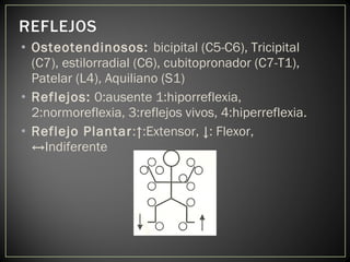 • Osteotendinosos: bicipital (C5-C6), Tricipital
(C7), estilorradial (C6), cubitopronador (C7-T1),
Patelar (L4), Aquiliano (S1)
• Reflejos: 0:ausente 1:hiporreflexia,
2:normoreflexia, 3:reflejos vivos, 4:hiperreflexia.
• Reflejo Plantar:↑:Extensor, ↓: Flexor,
↔Indiferente
 