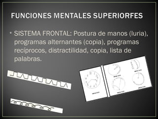 • SISTEMA FRONTAL: Postura de manos (luria),
programas alternantes (copia), programas
recíprocos, distractilidad, copia, lista de
palabras.
 