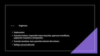 • – Trigémino
• Exploración:
• Función motora: inspección masa muscular, apertura mandíbula,
palpación masetero y temporales.
• Función sensitiva: cara y porción anterior del cráneo.
• Reflejo corneal aferente
 