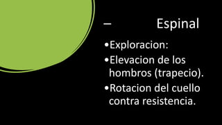 – Espinal
•Exploracion:
•Elevacion de los
hombros (trapecio).
•Rotacion del cuello
contra resistencia.
 