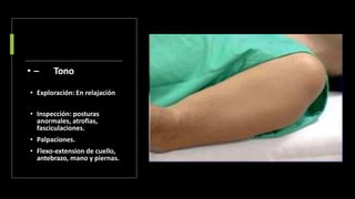 • – Tono
• Exploración: En relajación
• Inspección: posturas
anormales, atrofias,
fasciculaciones.
• Palpaciones.
• Flexo-extension de cuello,
antebrazo, mano y piernas.
 