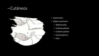 –Cutáneos
• Exploración:
• Objeto semiromo.
• Abdominales
• Cutáneo-plantar
• Cutáneo-palmar
• Creamasterino
• Anal
 