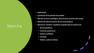 Marcha
• Exploración:
• Levantarse de la posición de sentado
• Marcha normal o patológica, notar braceo, posición del cuerpo
• Marcha de talones lesiones de vía corticoespinal
• Marcha en “tandem” equilibrio empobrecido en lesiones de:
• Nervio periférico
• Cordones posteriores
• Sistema vestibular
• Cerebelo
• Tálamo, sustancia blanca.
 