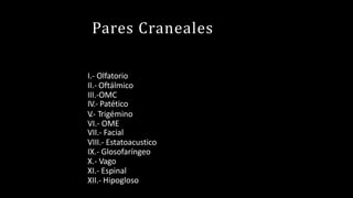 Pares Craneales
I.- Olfatorio
II.- Oftálmico
III.-OMC
IV.- Patético
V
.- Trigémino
VI.- OME
VII.- Facial
VIII.- Estatoacustico
IX.- Glosofaríngeo
X.- Vago
XI.- Espinal
XII.- Hipogloso
 