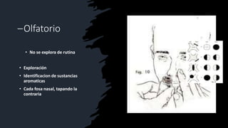 –Olfatorio
• No se explora de rutina
• Exploración
• Identificacion de sustancias
aromaticas
• Cada fosa nasal, tapando la
contraria
 