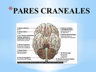 *PARES CRANEALES
 