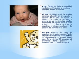 * V par: Sensación facial y capacidad
masticatoria. Se evalúa al succionar y
permitirle morder al neonato.
* VII par: Motilidad facial. Se evalúa
poniendo atención en el aspecto y
posición de la cara en reposo y
midiendo el inicio, la amplitud y
simetría de los movimientos faciales
provocados. En reposo hay que notar
el ancho vertical de la fisura
palpebral, el pliegue nasolabial y la
posición del extremo de la boca.
* VIII par: Audición. Es difícil de
examinar en el recién nacido. Puede
intentarse clínicamente observando si
un ruido fuerte produce cierre de los
ojos. Cerca de las 28 semanas el
prematuro tiene pestañeo o
sobresalto con ruidos abruptos.
 
