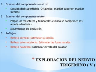 *EXPLORACION DEL NERVIO
TRIGEMINO ( V )
1. Examen del componente sensitivo
• Sensibilidad superficial: Oftalmico, maxilar superior, maxilar
inferior.
2. Examen del componente motor.
• Palpar los maseteros y temporales cuando se comprimen las
arcadas dentarias.
• Movimientos de deglución.
3. Reflejos
• Reflejo corneal: Estimular la cornea
• Reflejo estornutatorio: Estimular las fosas nasales.
• Reflejo nauseoso: Estimular el velo del paladar
 