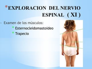 *EXPLORACION DEL NERVIO
ESPINAL ( XI )
- Examen de los músculos:
* Esternocleidomastoideo
* Trapecio
 