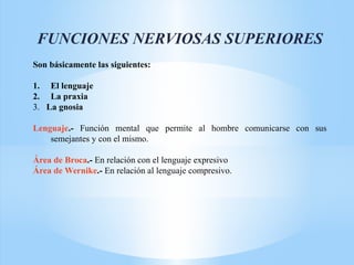 FUNCIONES NERVIOSAS SUPERIORES
Son básicamente las siguientes:
1. El lenguaje
2. La praxia
3. La gnosia
Lenguaje.- Función mental que permite al hombre comunicarse con sus
semejantes y con el mismo.
Área de Broca.- En relación con el lenguaje expresivo
Área de Wernike.- En relación al lenguaje compresivo.
 