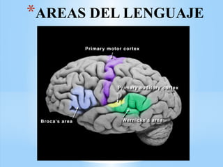 *AREAS DEL LENGUAJE
 