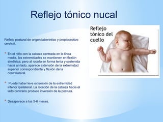 Reflejo postural de origen laberíntico y propioceptivo
cervical.
* En el niño con la cabeza centrada en la línea
media, las extremidades se mantienen en flexión
simétrica; pero al rotarla en forma lenta y sostenida
hacia un lado, aparece extensión de la extremidad
superior correspondiente y flexión de la
contralateral.
* Puede haber leve extensión de la extremidad
inferior ipsilateral. La rotación de la cabeza hacia el
lado contrario produce inversión de la postura.
* Desaparece a los 5-6 meses.
Reflejo tónico nucal
 