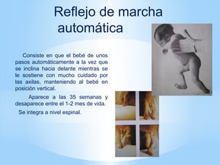 Consiste en que el bebé de unos
pasos automáticamente a la vez que
se inclina hacia delante mientras se
le sostiene con mucho cuidado por
las axilas, manteniendo al bebé en
posición vertical.
Aparece a las 35 semanas y
desaparece entre el 1-2 mes de vida.
Se integra a nivel espinal.
Reflejo de marcha
automática
 