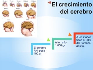*El crecimiento
del cerebro
El cerebro
RN, pesa
400 gr
Al un año
1.000 gr
A los 2 años
tiene el 80%
del tamaño
adulto.
 