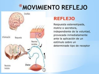 *MOVIMIENTO REFLEJO
REFLEJO
Respuesta estereotipada,
motriz o secretora,
independiente de la voluntad,
provocada inmediatamente
ante la aplicación de un
estímulo sobre un
determinado tipo de receptor
 