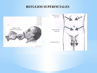 REFLEJOS SUPERFICIALES
 