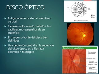 DISCO ÓPTICO
 Es ligeramente oval en el meridiano
vertical
 Tiene un color rosado, debido a los
capilares muy pequeños de su
superficie
 El margen o borde del disco bien
definidos
 Una depresión central en la superficie
del disco óptico es la llamada
excavación fisiológica
 