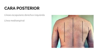 Exploración pulmonar | PPTX