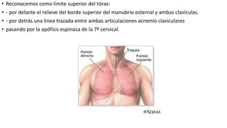• Reconocemos como límite superior del tórax:
• - por delante el relieve del borde superior del manubrio esternal y ambas clavículas.
• - por detrás una línea trazada entre ambas articulaciones acromio claviculares
• pasando por la apófisis espinosa de la 7ª cervical.
 