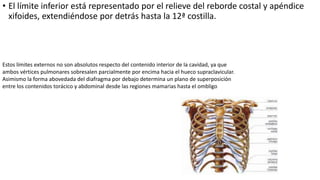 • El límite inferior está representado por el relieve del reborde costal y apéndice
xifoides, extendiéndose por detrás hasta la 12ª costilla.
Estos límites externos no son absolutos respecto del contenido interior de la cavidad, ya que
ambos vértices pulmonares sobresalen parcialmente por encima hacia el hueco supraclavicular.
Asimismo la forma abovedada del diafragma por debajo determina un plano de superposición
entre los contenidos torácico y abdominal desde las regiones mamarias hasta el ombligo
 