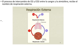 • El proceso de intercambio de O2 y CO2 entre la sangre y la atmósfera, recibe el
nombre de respiración externa.
• .
 