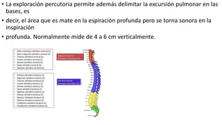 • La exploración percutoria permite además delimitar la excursión pulmonar en las
bases, es
• decir, el área que es mate en la espiración profunda pero se torna sonora en la
inspiración
• profunda. Normalmente mide de 4 a 6 cm verticalmente.
 
