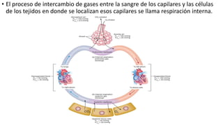 • El proceso de intercambio de gases entre la sangre de los capilares y las células
de los tejidos en donde se localizan esos capilares se llama respiración interna.
 
