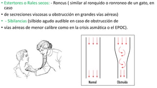 • Estertores o Rales secos: - Roncus ( similar al ronquido o ronroneo de un gato, en
caso
• de secreciones viscosas u obstrucción en grandes vías aéreas)
• - Sibilancias (silbido agudo audible en caso de obstrucción de
• vías aéreas de menor calibre como en la crisis asmática o el EPOC).
 