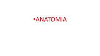 •ANATOMIA
 