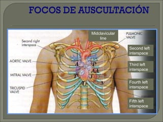 Exploracion semiologia del torax cardiaco | PPT