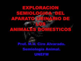 EXPLORACION
SEMIOLOGICA DEL
APARATO URINARIO DE
LOS
ANIMALES DOMESTICOS
Prof. M.V. Ciro Alvarado.
Semiología Animal.
UNEFM
 