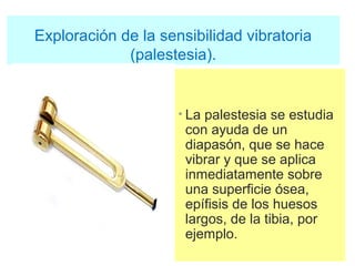 Exploración de la sensibilidad vibratoria
(palestesia).
• La palestesia se estudia
con ayuda de un
diapasón, que se hace
vibrar y que se aplica
inmediatamente sobre
una superficie ósea,
epífisis de los huesos
largos, de la tibia, por
ejemplo.
 
