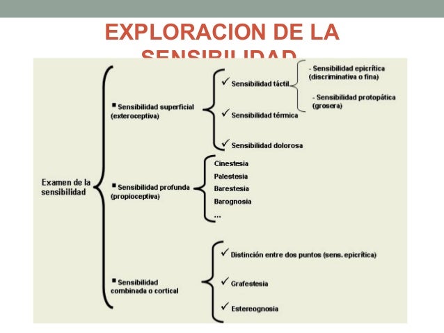 EXPLORACION DE LA
SENSIBILIDAD
 