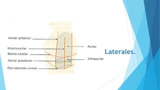 Laterales.
 