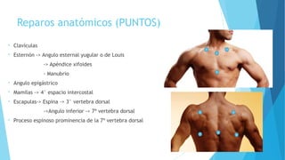 Reparos anatómicos (PUNTOS)
• Clavículas
• Esternón -> Angulo esternal yugular o de Louis
-> Apéndice xifoides
- Manubrio
• Angulo epigástrico
• Mamilas -> 4° espacio intercostal
• Escapulas-> Espina -> 3° vertebra dorsal
->Angulo inferior -> 7ª vertebra dorsal
• Proceso espinoso prominencia de la 7ª vertebra dorsal
 